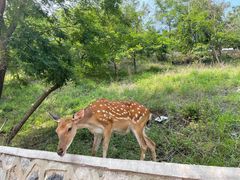 -大连森林动物园