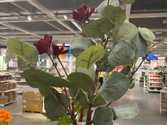 -宜家家居(哈尔滨商场店)
