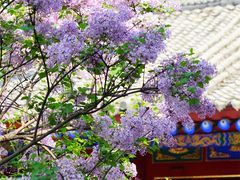 -西安市广仁寺