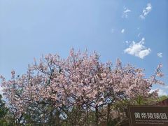 -黄帝陵
