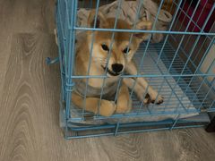 -翊宠yipet猫狗购宠庄园犬舍•猫舍