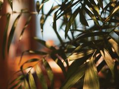 -小湾茶楼