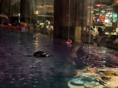 -帝企鹅自助餐厅•儿童岛•真企鹅(长隆企鹅酒店)