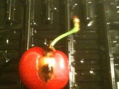 -成都鼓楼智选假日酒店-餐厅