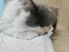 -北京观赏动物医院·24小时大型综合·猫专科·异宠专科