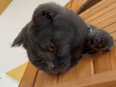 -猫的茶·猫咖