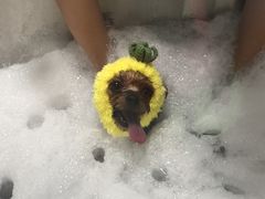 -Oh My Dog宠物沙龙(伊珊娜皮毛护理店)