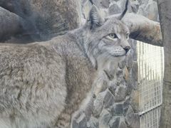 -青藏高原野生动物园