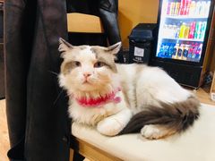 -白兔子密室(长寿路店)