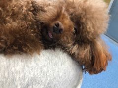 -美联众合动物医院(·中兽医·疑难杂症·严家桥分院)