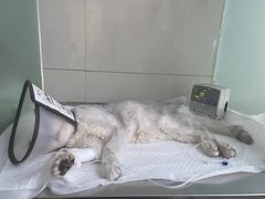 -康旭宠物医院(郑州总院)