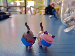 -喵屿·大理花园猫咖