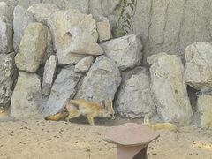 -西霞口神雕山野生动物世界