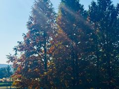 -羊亭河湿地公园