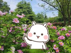 -洛阳郁金香牡丹园