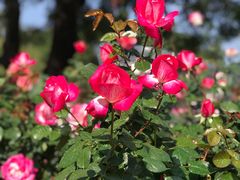 -人民公园(罗湖区)