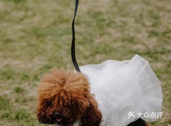 这个价位的婚庆虽然不能跟那些砸重金的豪华婚礼相比
