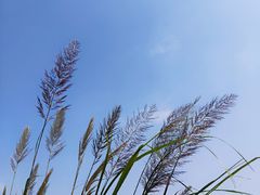 -吴淞炮台湾湿地森林公园烧烤区