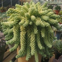 -Oasis Beauty水磨坊科技美肤中心