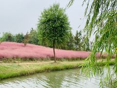 -南湖湿地公园