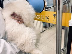 -米苏动物医院·犬猫专科·骨科外科内窥镜