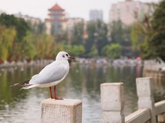 -翠湖公园