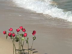 -玫瑰海岸文化旅游度假区