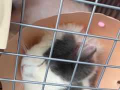 -伟伟宠物医院·瑞派猫友好医院·猫科(光谷店)