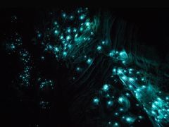 -怀托摩萤火虫洞