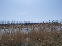 -春花秋色城市公园