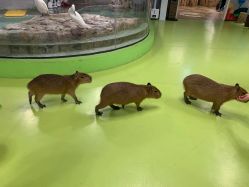 -七巧国萌宠乐园(龙湖天街店)