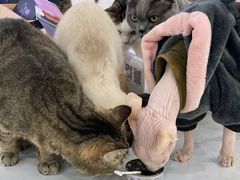 -喵园·猫主题咖啡厅·撸猫·猫咖(国贸店)