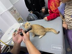 -宠物星动物医院·眼科·异宠·猫科(江南大道总院)