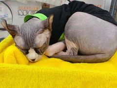 -糯米喵星人·撸猫猫舍咖啡馆(西市场嘉华店)