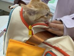 -纳吉亚猫专科动物医院·北北分院
