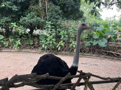 -深圳野生动物园