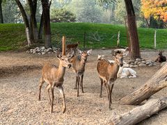 -北京野生动物园