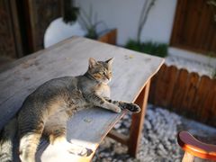 -喵屿·大理花园猫咖