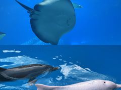 -珠海长隆海洋王国