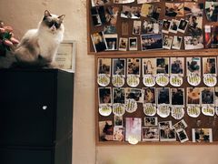 零售区-猫色咖啡·猫咖