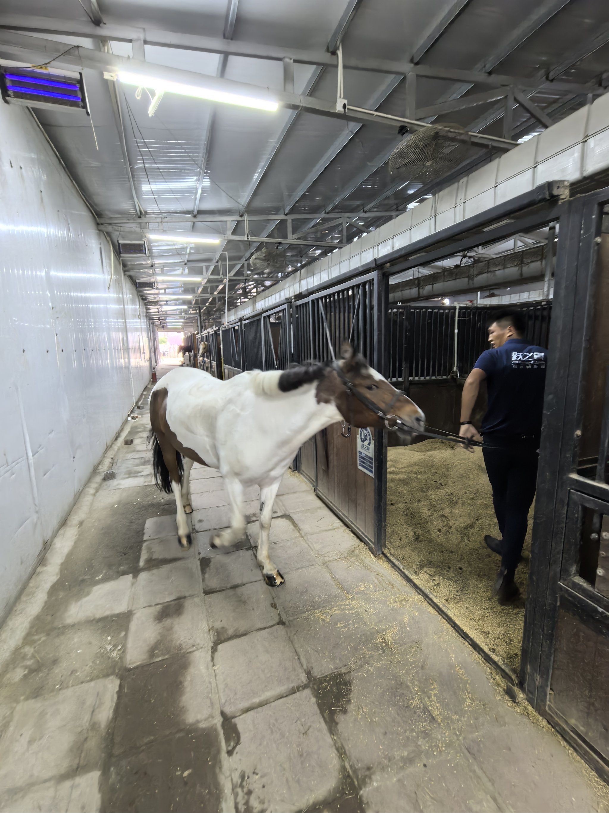 小宝宝第一次参观马房