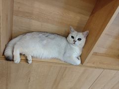 -是阿柴呀！柴犬咖啡·爱喵喵猫咖