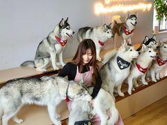 -Husky Go! 哈士奇体验馆·宠物咖啡厅狗咖