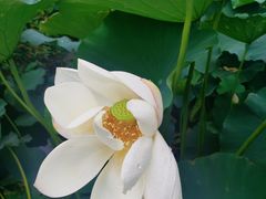 -大佛禅院