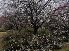-杭州植物园