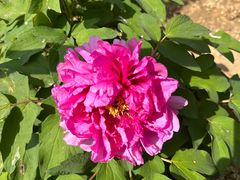 -济南百里黄河风景区