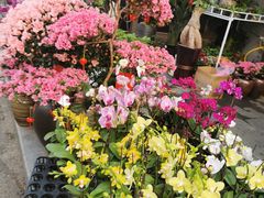 -溪岸路花鸟市场