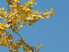 -重庆中央公园(渝北区)