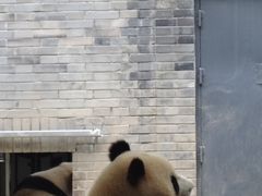 -都江堰中华大熊猫苑