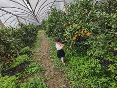 -前小桔亲子创意农场·草莓采摘·露营烧烤